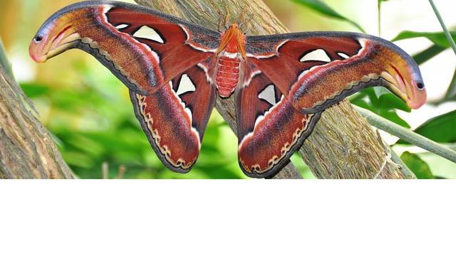attacus.jpg - Kochankowie_Wro