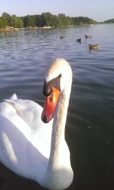 FOT4BB8.JPG - margoblatom