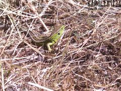 ale to raczej jaszczurka