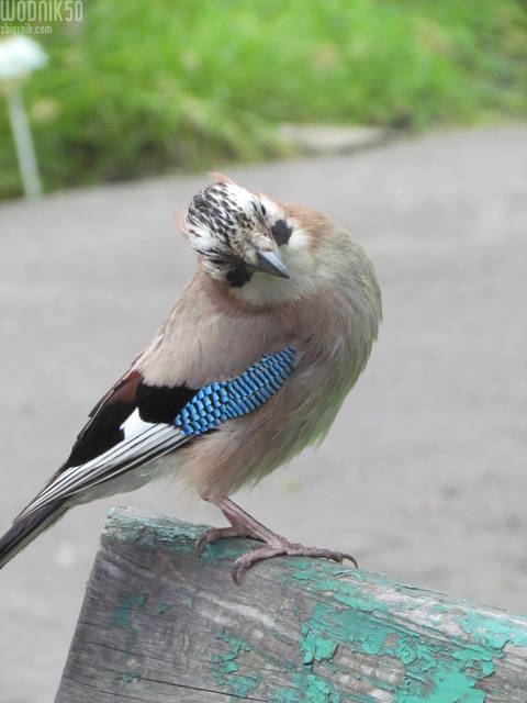 poproszę jeszcze:) - wodnik50