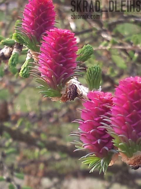 DSC_1604a.jpg - skrad_dleihs