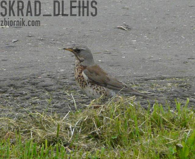 szczygiel.jpg - skrad_dleihs