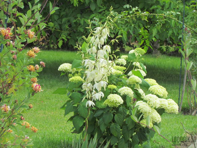 w ogrodzie - wodnik50