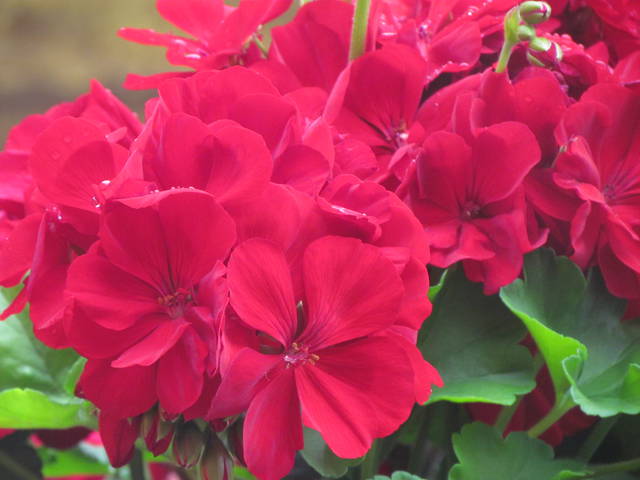 pelargonie - wodnik50