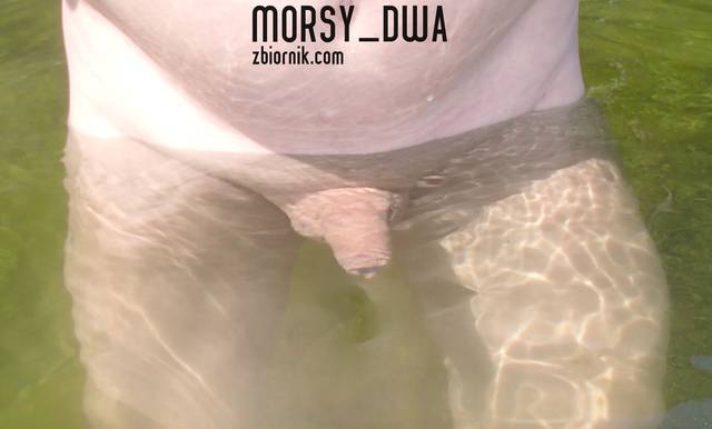Podwodny maluch - Morsy_dwa