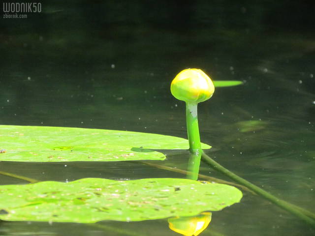 pączek - wodnik50