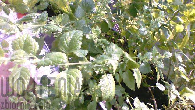 Kwintesencja kuchni - wojteniak