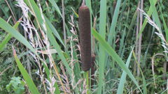 coś mi ....przpomina