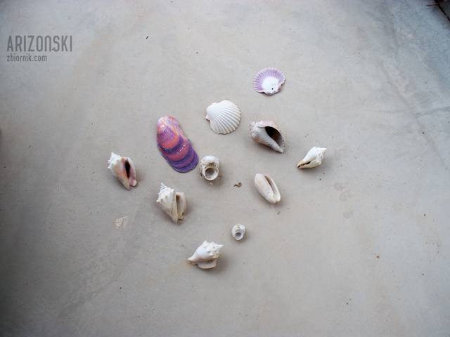 muszelki--hmm a kazda inna ciekawe jaka Twoja - arizonski