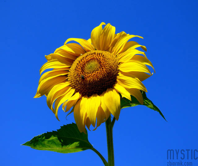 Taki mały van Gogh - mystic