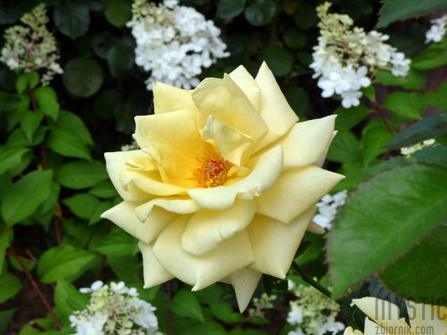 Ciekawe dla kogo? - mystic