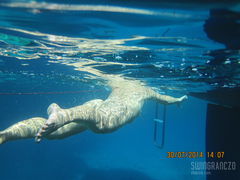 ciałko pod wodą ...