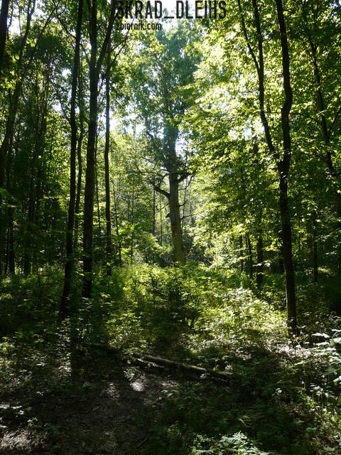 P1150354.JPG - skrad_dleihs