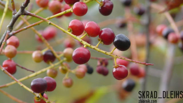 P1040164.JPG - skrad_dleihs