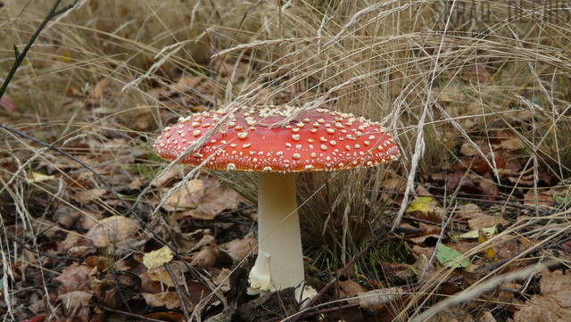 P1040146.JPG - skrad_dleihs