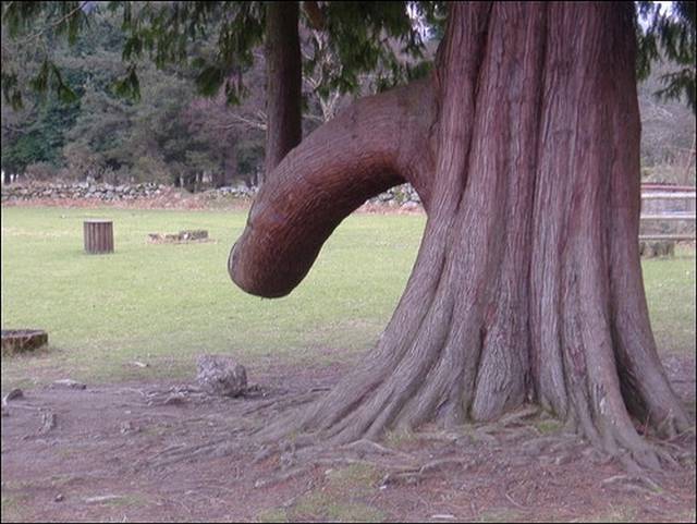 penis.jpg - vincento__osculati