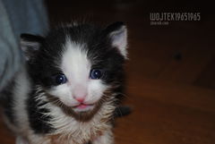 DSC_0230.JPG Czy te oczka mogą kłamać