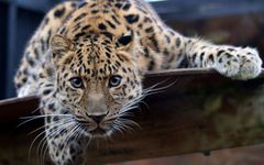 tapety_zwierzeta_koty_amur-leopard.jpg