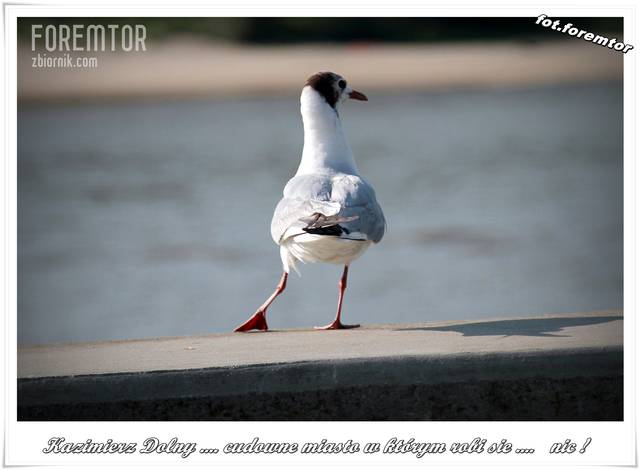 Mewka z Kazimierza...... https://www.youtube.com/watch?v=zWNxIkh - foremtor