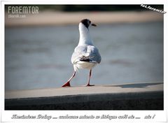 Mewka z Kazimierza...... https://www.youtube.com/watch?v=zWNxIkh