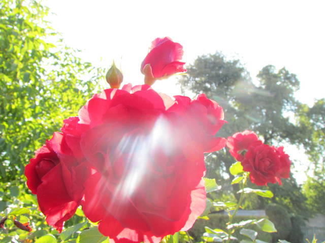 w porannym słońcu - wodnik50