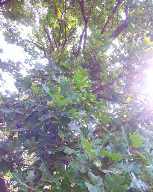 żołędzie - darius70