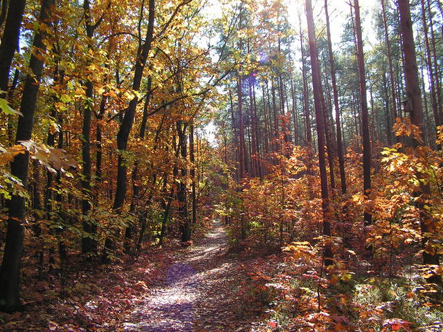 PICT0063.JPG - BlackJack12