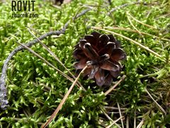 W lesie leżała sobie szyszka, smutna niczym samotna myszka.