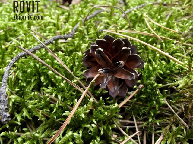 W lesie leżała sobie szyszka, smutna niczym samotna myszka. - Rovit