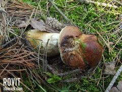 Ładnego znalazłem grzybka?