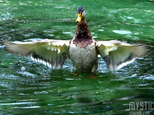 Kaczka po flaszce - mystic