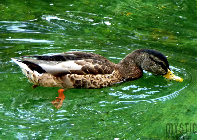 Kaczka na kacu - mystic