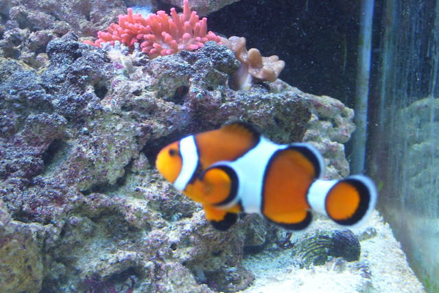 ZOO 026.jpg - walder40