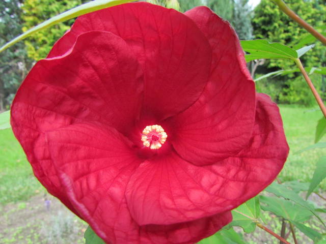 dla bogini leśnej - wodnik50