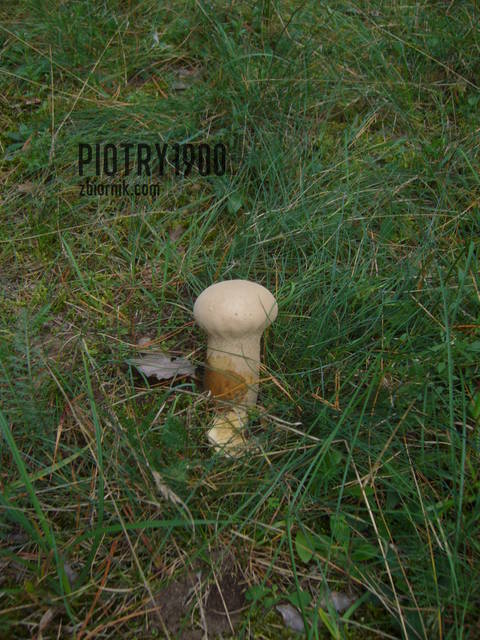 ATrzoneczekDlaMnie.jpg - piotry1900