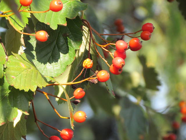 pierwsze zwiastuny....... - wodnik50