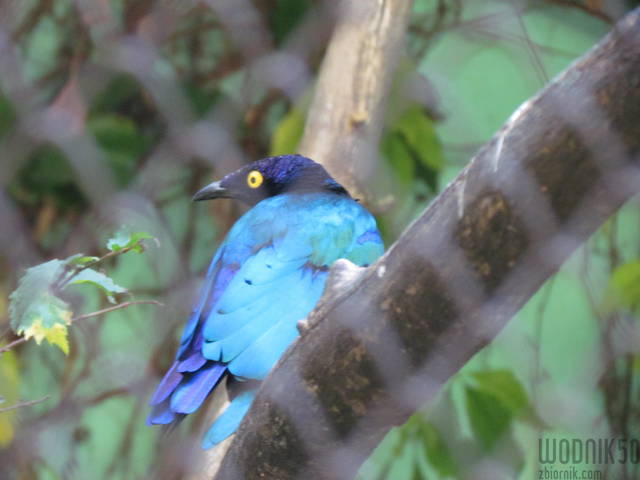 niebieski....:) - wodnik50