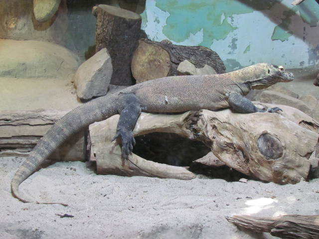 drapieżnik - wodnik50