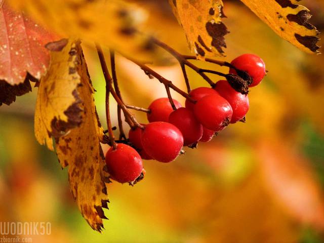 kolory jesieni - wodnik50