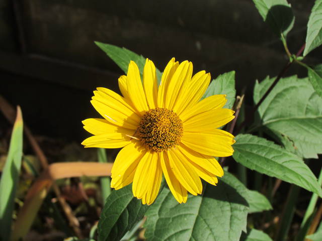 "słoneczko" - wodnik50