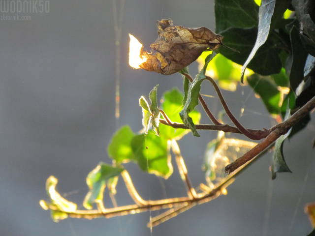 w porannym słońcu - wodnik50