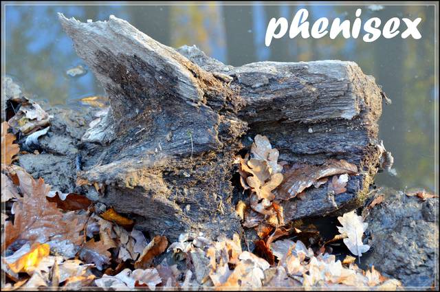 napotkane na leśnej ścieżce ... - phenisex