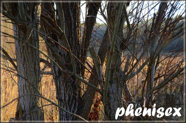 strażnicy lasu - phenisex