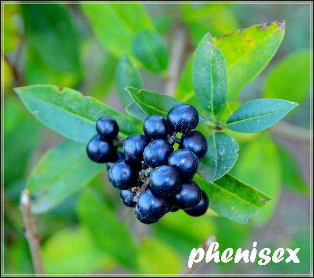 zakazany owoc - phenisex