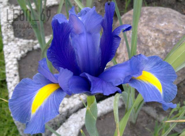 Mój Kwiatuszek ).jpg - leon_69