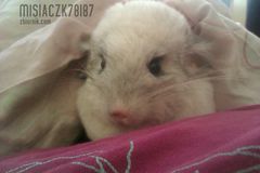 Tak Puszek spędza Niedzielne poranki ze swoją panią 