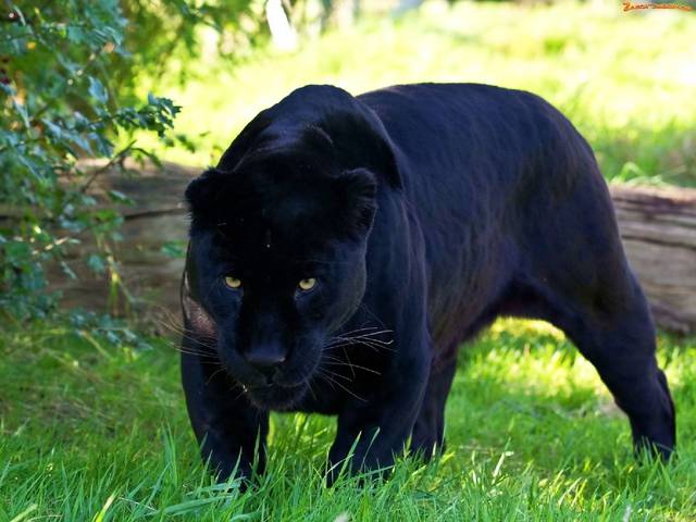 JA - pareczka19821977