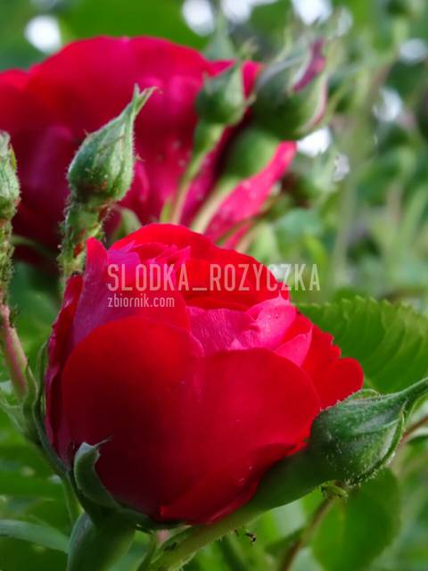 Królowa kwiatów...... - Slodka_Rozyczka