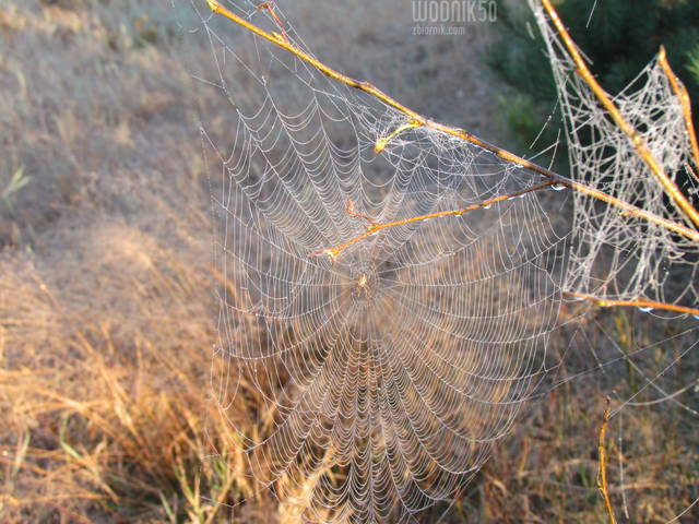 pajęczyna - wodnik50