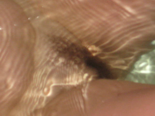 IMG_4346.JPG - dajmiewo